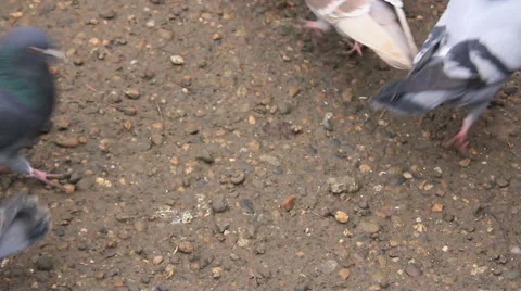 Doves on the ground Stock Footage 53299691