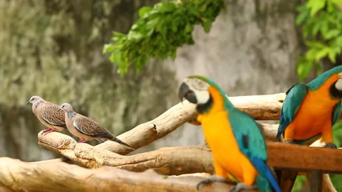 Doves  holding on tree, out door  Chiangmai Thailand Stock Footage 135517660