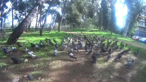 Doves hovering Stock Footage 37289323