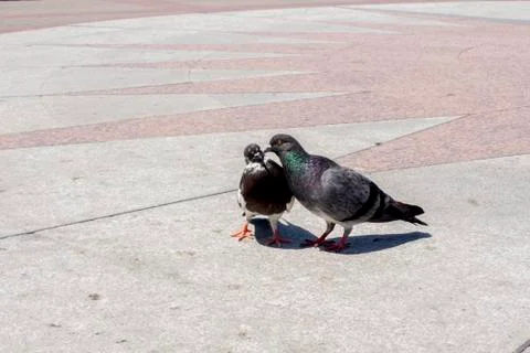 Doves kissing Stock Photos