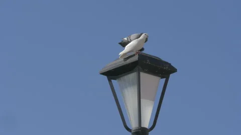 Doves On A Lamp Post Stock Footage 132459586