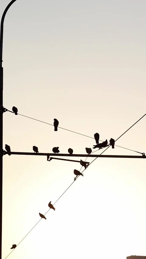 Doves at Lamppost (Vertical) Stock Footage 270182385