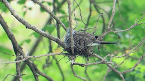 Doves make nests on trees and incubate eggs with green foliage Stock Footage 283981791