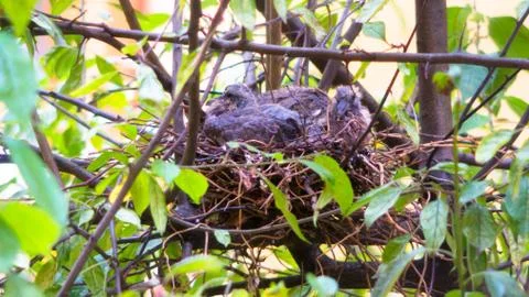 Doves in nest Stock Photos