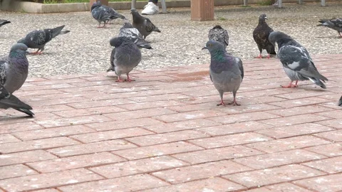 Doves pan Stock Footage 98199644