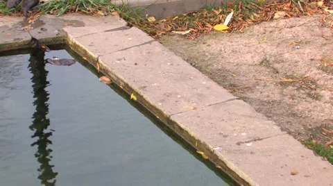 Doves in park Stock-Footage 1016284