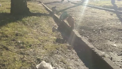 Doves in the park Stock-Footage 83487201