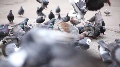 Doves Peck Seeds Stock Footage 55835948