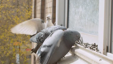 Doves pecking seeds on the window sill Stock Footage 129367466