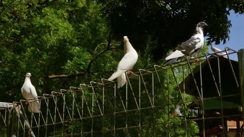Doves perched and flew over the iron fence Stock Footage 208858612