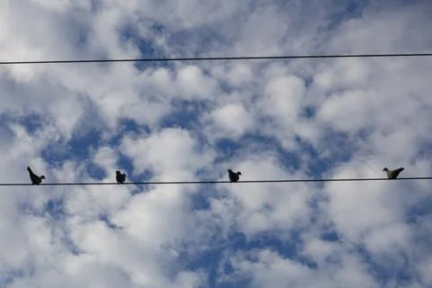 Doves perched on parallel power lines in sky Stock Photos