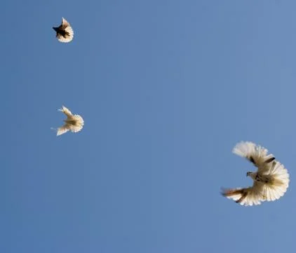 Doves Stock Photos