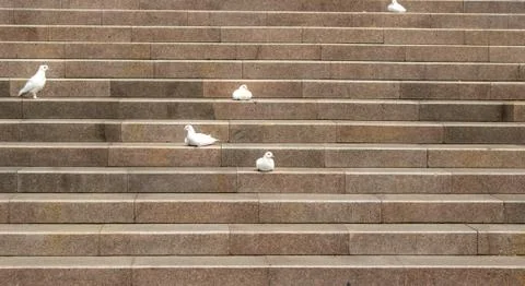 Doves Stock Photos
