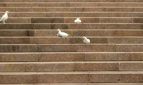 Doves Stock Photos