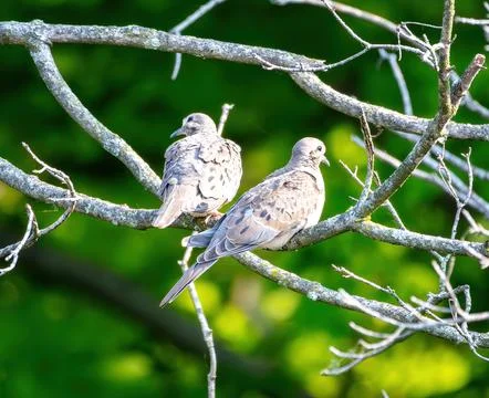 Doves Stock Photos