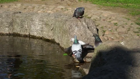 Doves on a pond Stock Footage 73592756