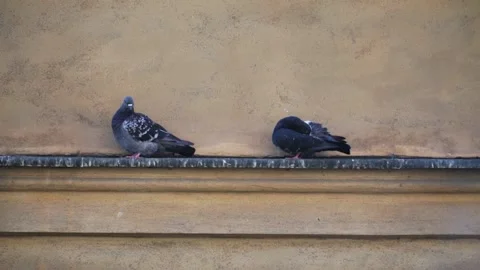 Doves Preened At The Ledge Outside The Building Facade In Warsaw, Poland. Vídeos de archivo 218148517