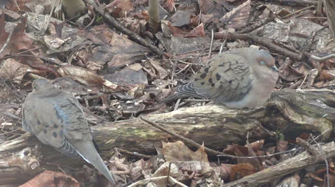 Doves Resting Stockbeeldmateriaal 22693881