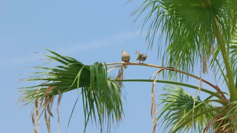 Doves resting on palm tree under blue sky in Valencia Stock Footage 345396703