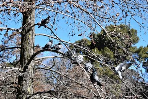 Doves in a row Stock Photos