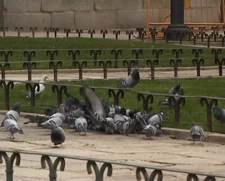 Doves scared in madrid Stock Footage 920638