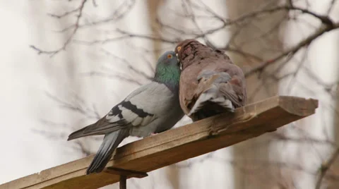 Doves sexual behaviour 動画素材 33840997