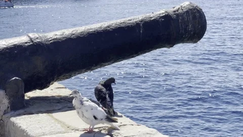 Doves sitting by the historical canons above the port of Hydra island, Greece Stock Footage 160778767