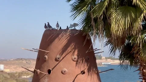 Doves sitting on a pigeon loft, Egypt. Stock Footage 313929541