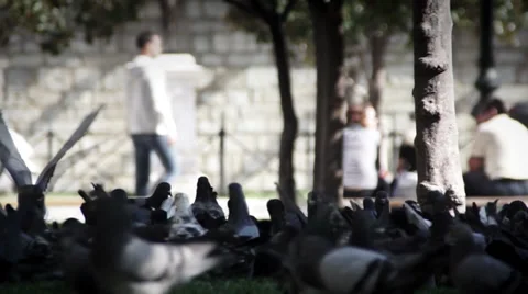 Doves in square Stock Footage 32149345