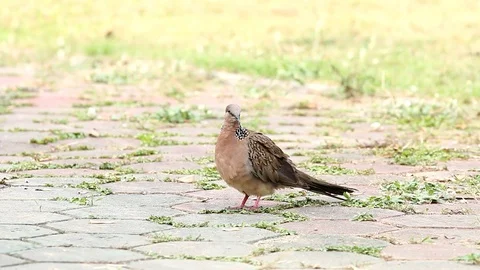 Doves  standing on the floor Stock-Footage 87692382