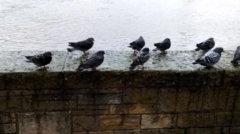 Doves on a stone border at the river Stock Footage 46272423