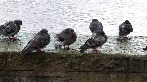 Doves on a stone border at the river Stock Footage 46702000