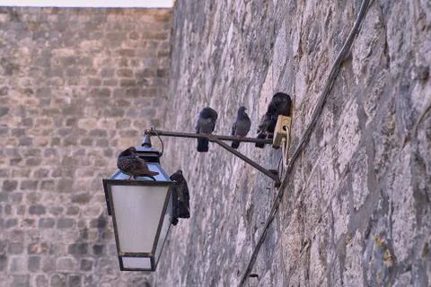 Doves in a stone wall Stock Photos