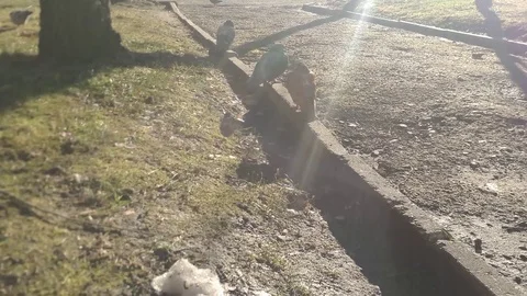 Doves on the street Stock Footage 83487200