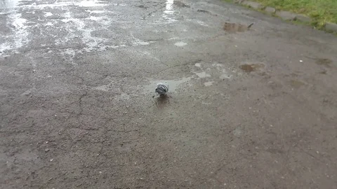 Doves on the street Stock Footage 83700775