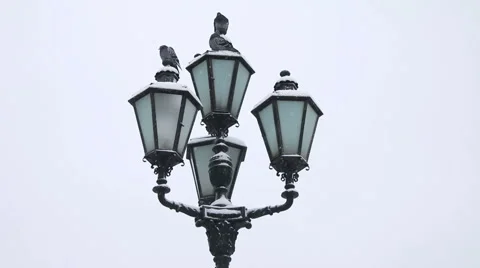 Doves on the streetlight Stock Footage 46703084