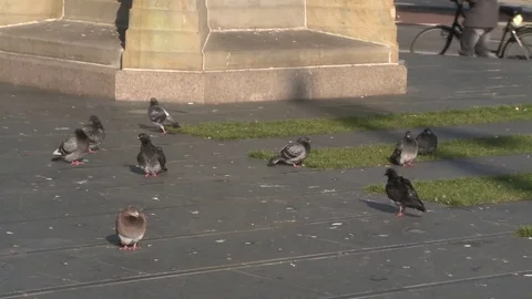 Doves In Tilburg Stock Footage 81957171