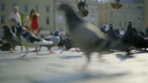 Doves in town sqaure 動画素材 103060234