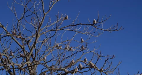 Doves on a tree on the blue sky Video stock 192264783