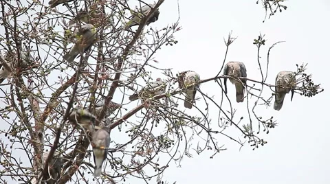 Doves in a tree Stock Footage 49285103