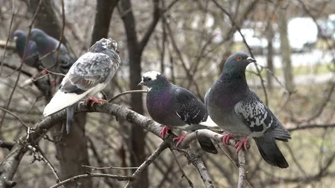 Doves on the tree Stock Footage 76906316