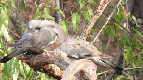 Doves on the tree Stock Footage 261703905