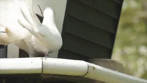Doves in the trough Stock Footage 69254195