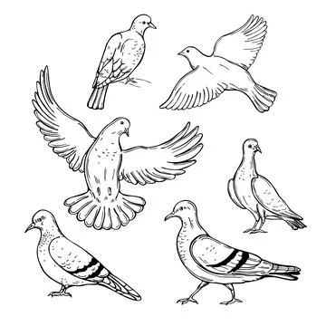 Doves. Vector  illustration. Stock Illustration