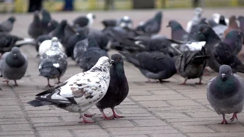 Doves walk and eating on square slow motion 스톡 동영상 83710282