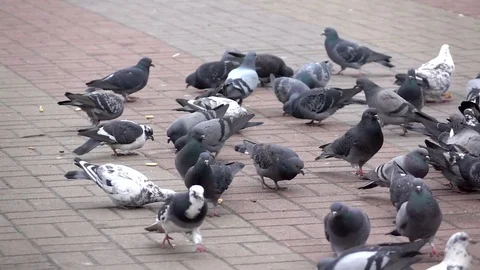 Doves walk and flying on square slow motion 스톡 동영상 83710270
