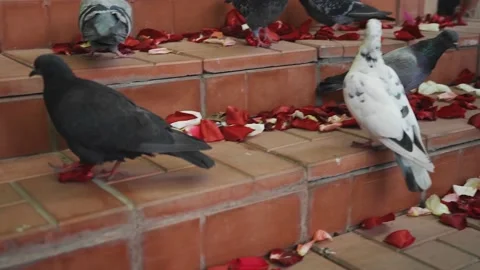 Doves walk on rose petals lying on the steps Stock Footage 139229189
