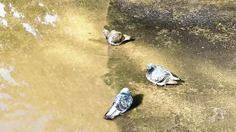 Doves wash after rain in a puddle on the sidewalk Stock Footage 155795360