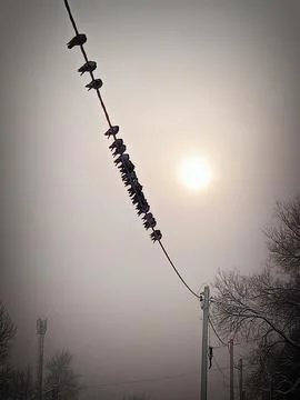 Doves in winter Stock Photos