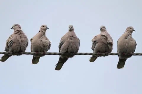 Doves on a wire Stock Photos